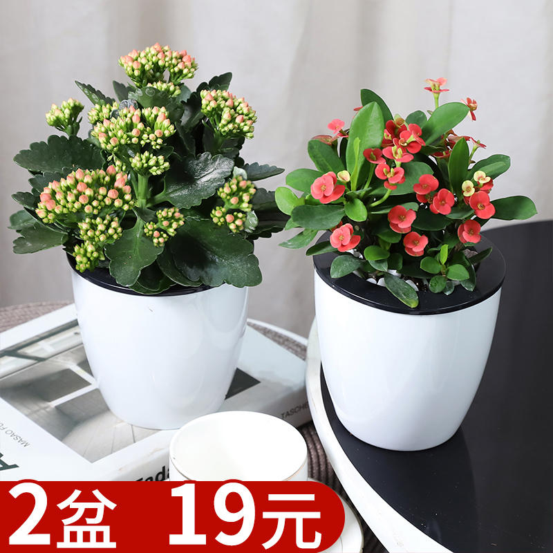 栀子花发财树虎皮兰文竹盆栽绿植吸甲醛净化空气吊兰万重山绿植