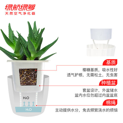 绿航绿萝桌面小盆栽芦荟水培植物室内盆栽 90 芦荟 绿航绿萝