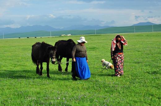 【甘南1日】夏河拉卜楞寺+桑科草原 商品图3
