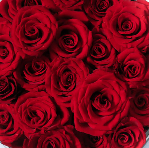 红色玫瑰花图片微信图片
