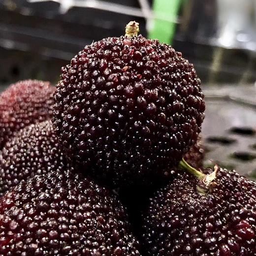 杨梅鲜果 商品图1