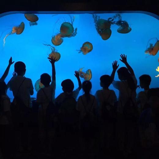 （海淀）太平洋海底世界，打卡梦幻海底世界，近距离接触海洋生物。需提前一天购买！！！（每个手机号、身份证，限购3张） 商品图2