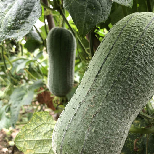 原生态秋瓜1条约1斤