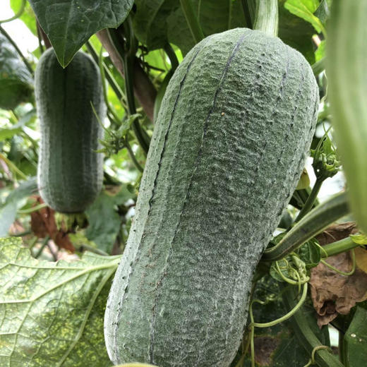 原生态秋瓜1条约1斤