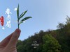 【会员特惠】2019高山谷雨茶，从盖子上，到茶汤里，都是慢慢清甜的花香 商品缩略图1