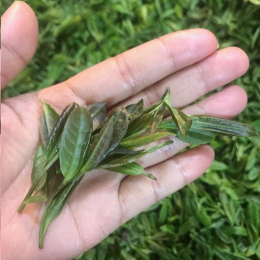 古树镇山红 武夷山桐木关古树红茶 商品图4