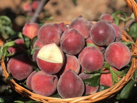 攀枝花黑美人毛桃5斤果脆甜爽口香味浓郁汁多味甜远离污染高山种植