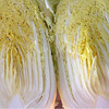 有机胶州大白菜2kg/礼盒装（有机蔬菜、中国有机认证） 商品缩略图3