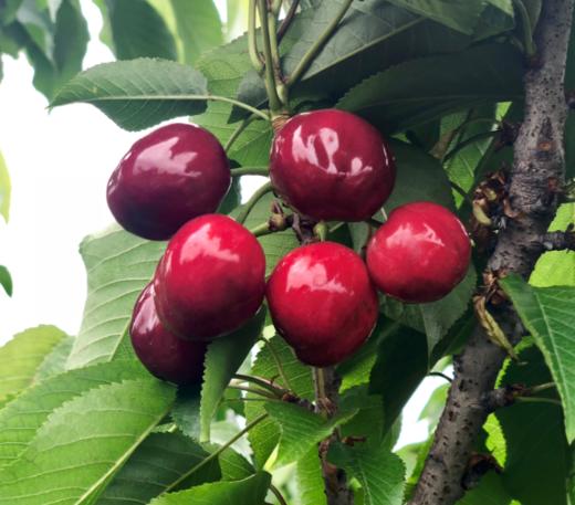 嶲州红露天车厘子 商品图3