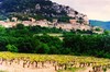 【北京】纵横五百里 上下两千年，罗纳河谷产区探索课程 商品缩略图0
