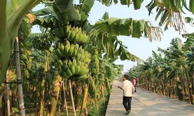 福建漳州土楼苹果蕉3斤15根左右
