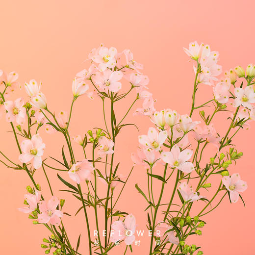 小飞燕蓝色粉色2色可选5枝束云南顺丰直发72小时内发货tp