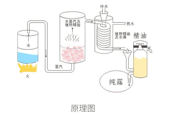 预售210发货保加利亚玫瑰纯露天然植物滋润清爽保湿喷雾修复水500ml赠