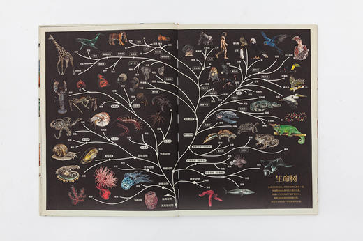 动物博物馆 | 影响孩子一生的生命课 商品图3