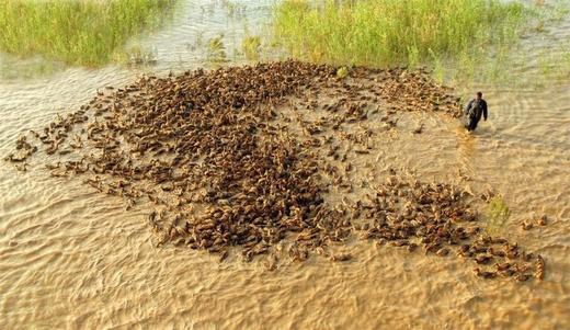 2025新产季｜江苏高邮湖散养麻鸭鸭蛋 咸鸭蛋｜扁担姐推荐 商品图5