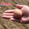美客多 新鲜生鸡蛋 北京油鸡蛋 柴鸡蛋 30枚 无抗生素 纯谷物喂养 农家散养生鸡蛋 商品缩略图2