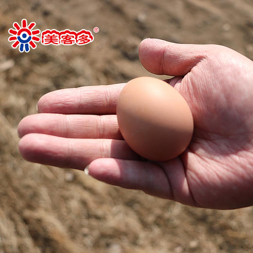 美客多 新鲜生鸡蛋 北京油鸡蛋 柴鸡蛋 30枚 无抗生素 纯谷物喂养 农家散养生鸡蛋 商品图2