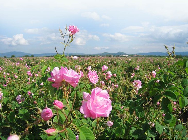 预售210发货保加利亚玫瑰纯露天然植物滋润清爽保湿喷雾修复水500ml赠