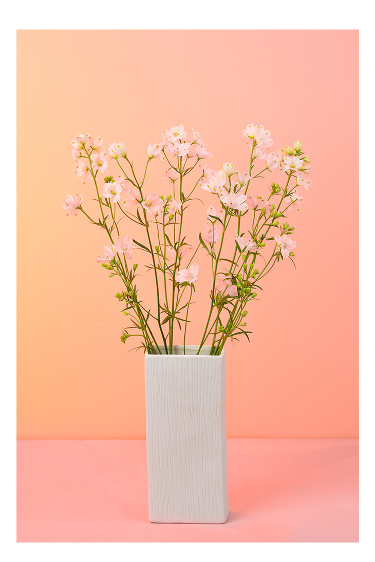 小飞燕蓝色粉色2色可选5枝束云南顺丰直发72小时内发货tp