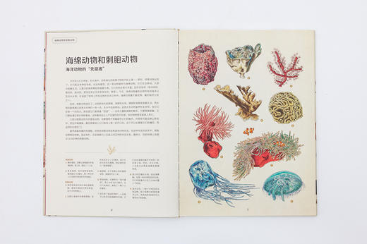 动物博物馆 | 影响孩子一生的生命课 商品图4