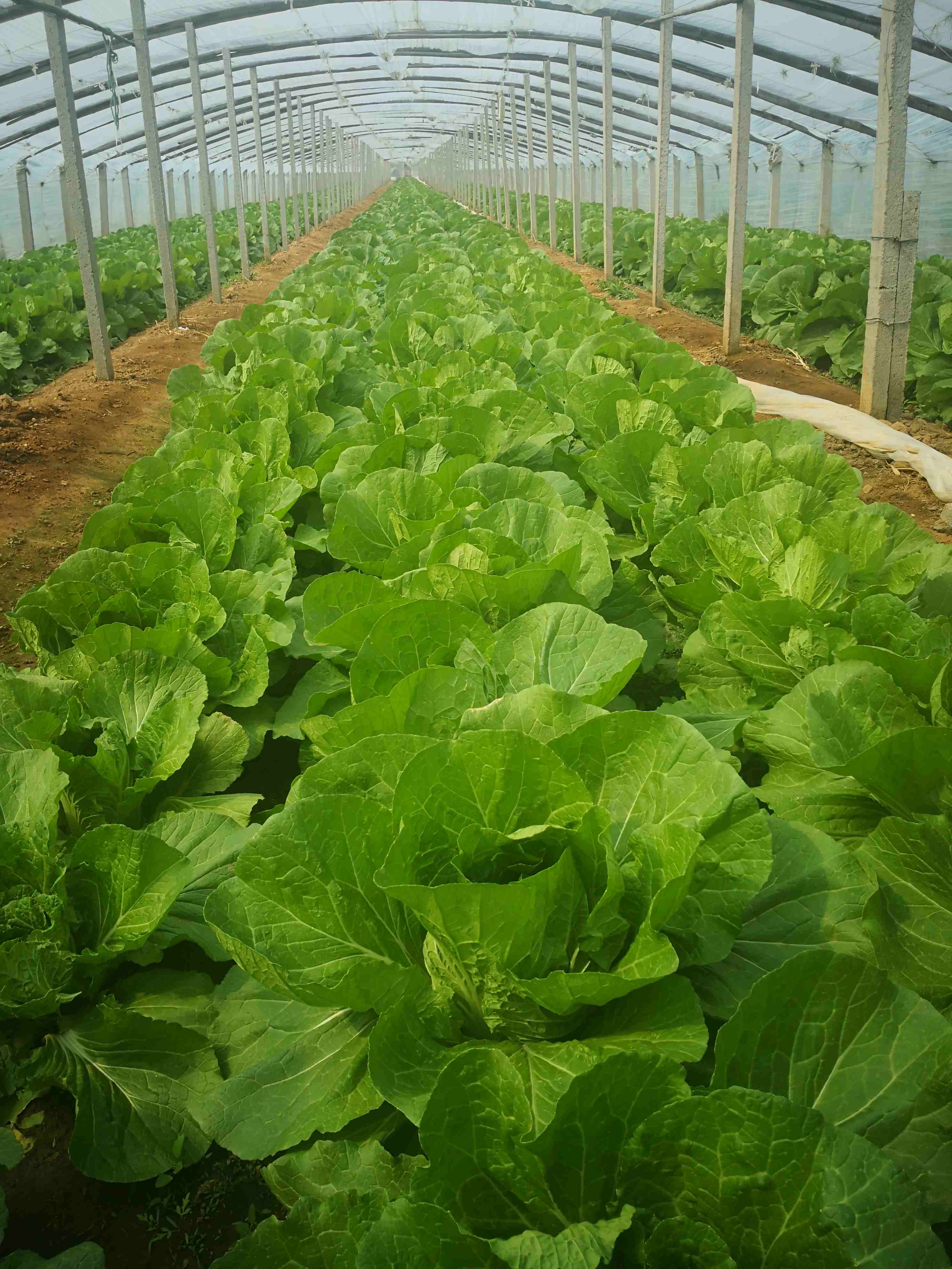 【有机自选菜和有机鲜奶可选】【满2减3，满4减6，满6件减8，满8件减12（实付满98包邮）】【有机杂粮/有机菜任选】同城配送后院同城配送有机自选蔬菜，与高端商超同一基地蔬菜