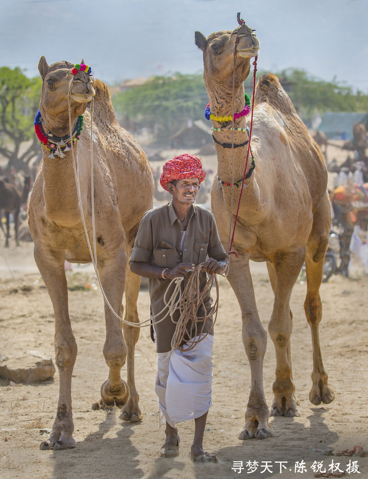 11月2日确定出发印度2019骆驼节排灯节13天行摄