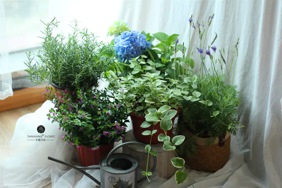 每周一花 阳台草花系列 大叶满天星 花叶蔓 薰衣草 迷迭香 提货时间 5月21日 23日