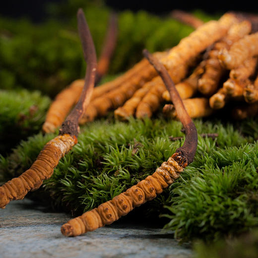 鲜虫草下山了青海果洛虫草05克根补肺养肾产自全国最大自然保护区