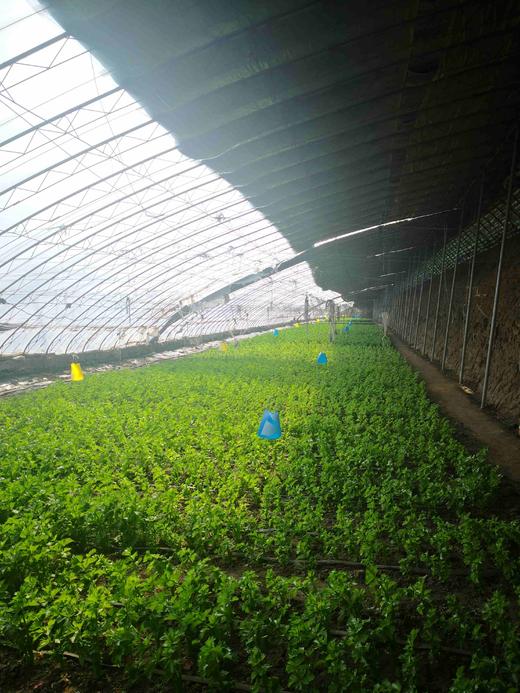 【有机自选菜和有机鲜奶可选】【满2减3，满4减6，满6件减8，满8件减12（实付满98包邮）】【有机杂粮/有机菜任选】同城配送后院同城配送有机自选蔬菜，与高端商超同一基地蔬菜 商品图7