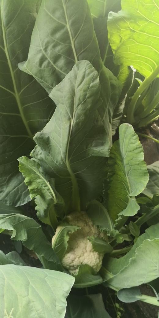 【有机自选菜和有机鲜奶可选】【满2减3，满4减6，满6件减8，满8件减12（实付满98包邮）】【有机杂粮/有机菜任选】同城配送后院同城配送有机自选蔬菜，与高端商超同一基地蔬菜 商品图8