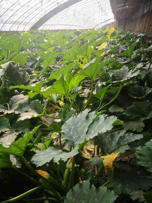 【有机自选菜和有机鲜奶可选】【满2减3，满4减6，满6件减8，满8件减12（实付满98包邮）】【有机杂粮/有机菜任选】同城配送后院同城配送有机自选蔬菜，与高端商超同一基地蔬菜 商品图6