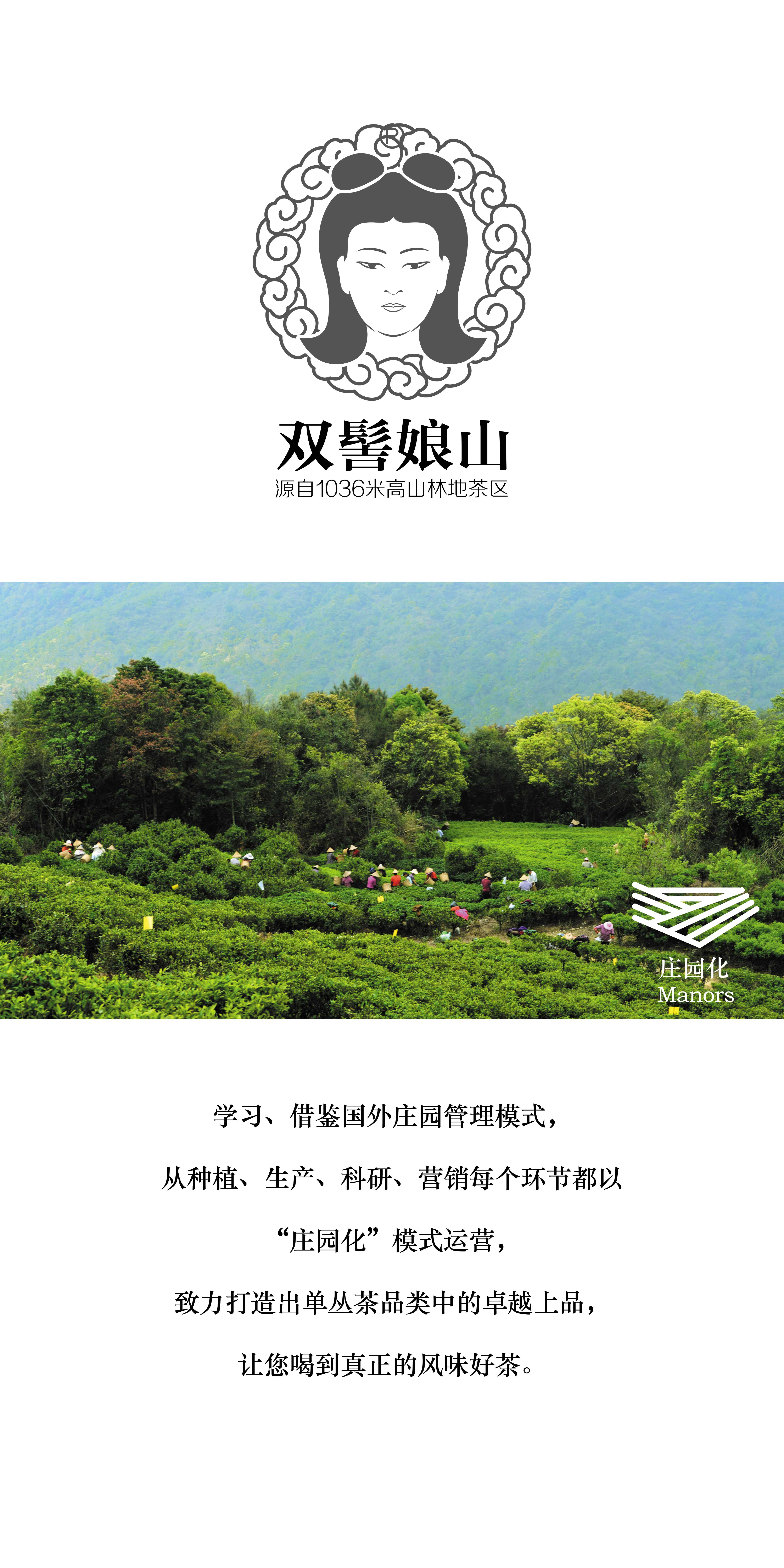 双髻娘山单丛 雪芽