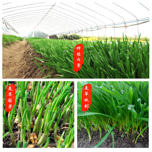 欧阳英老师代言 长寿绿汁新鲜小麦草 小麦草榨汁专用 顺丰包邮 商品图2