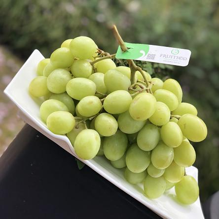 澳洲秋日酥顶级大青提|绿宝石般的巨大颗粒,一嚼咔嚓酥脆爽,甜到心窝