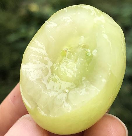 澳洲秋日酥顶级大青提|绿宝石般的巨大颗粒,一嚼咔嚓酥脆爽,甜到心窝