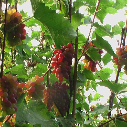 郁金香葡萄1418斤盒果肉紧致郁金香味浓无籽