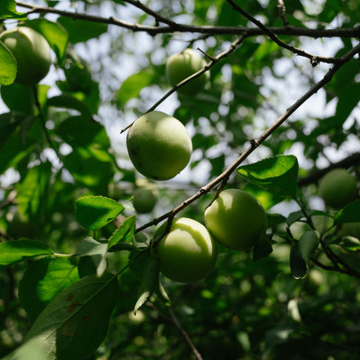 *预售*望水岭青梅*5月上中旬发货 商品图0