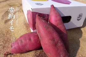 【桥头沙地薯 / 安纳芋 红薯】水果级别红薯  皮薄粉糯  几近完美的甜糯