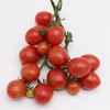 有机小番茄（千禧） 500g 商品缩略图1
