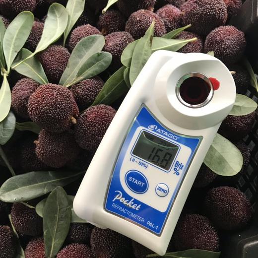 杨梅鲜果 商品图4