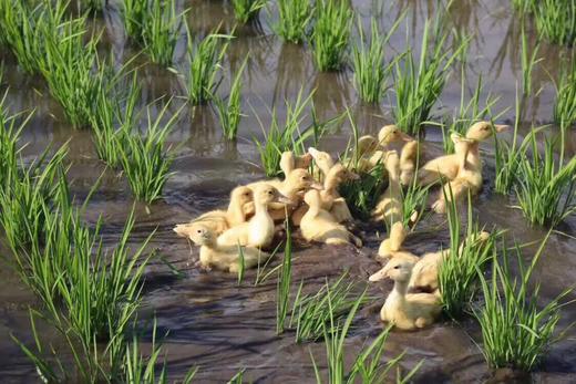 【2025新米】【五常稻花香大米】【粳米】【六星推荐】五常民乐朝鲜自治乡，五常核心产区，392项无农残，5KG装【港澳台西藏不售】 商品图9