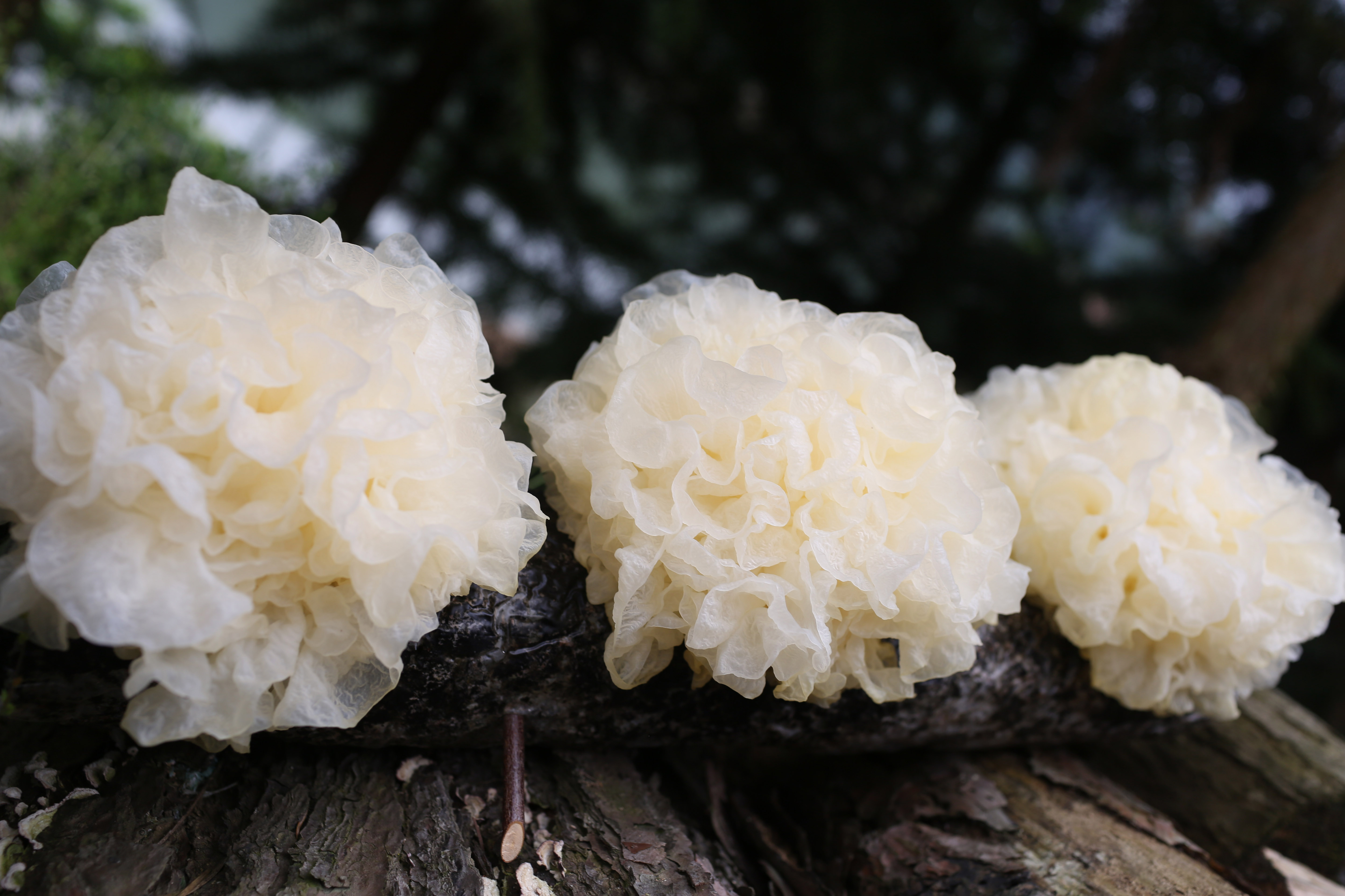 猫太推荐----特级古田新鲜银耳，一份6朵(顺丰快递)