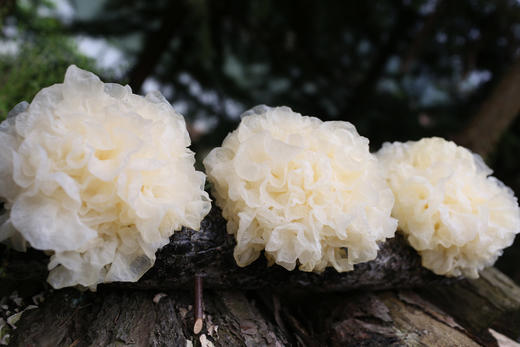 猫太推荐----特级古田新鲜银耳，一份6朵(顺丰快递) 商品图0