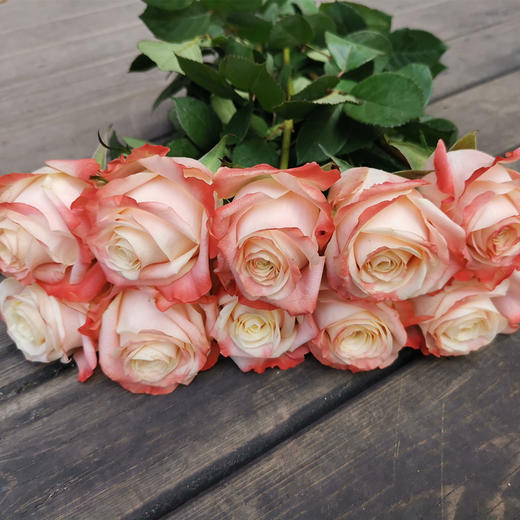 肯尼亚进口花材雅西卡玫瑰10支