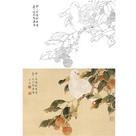 陈之佛工笔花鸟白描底稿《桐枝栖鸠》-斗方小品册页-多种白描尺寸可选-QA60