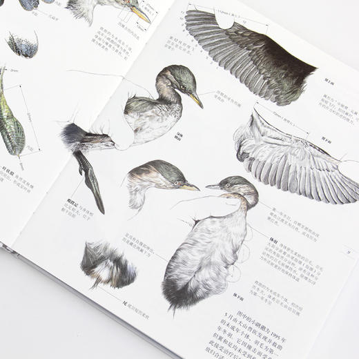 野鸟形态图鉴（关于51种野鸟的翼、足、喙、眼 自然观察者用画笔记录下的飞羽邂逅） 商品图5