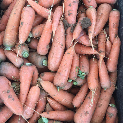 鸿翠园 有机胡萝卜 商品图5