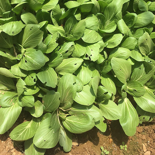 鸿翠园 有机油菜 商品图4