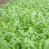 鸿翠园 有机茼蒿 商品缩略图3