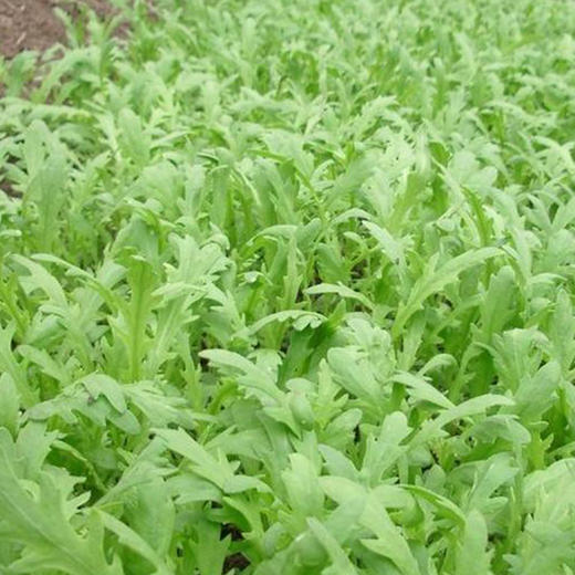 鸿翠园 有机茼蒿 商品图3